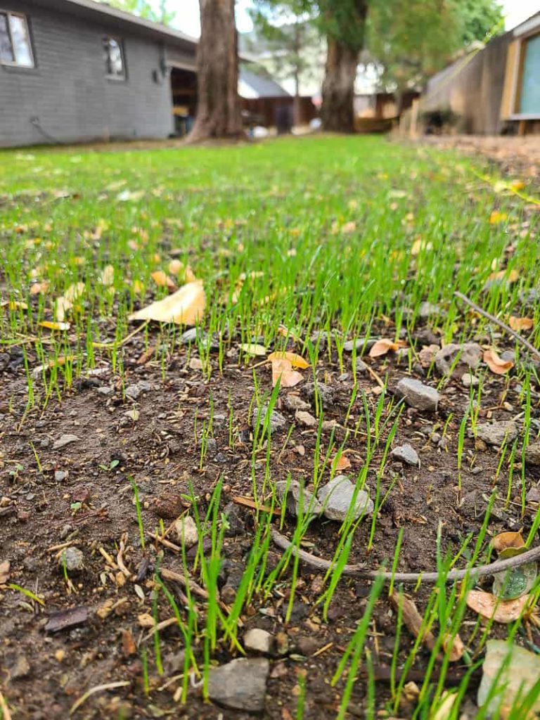 A close-up image of a patch of ground where new grass is beginning to grow. The patch of yard has blades of green grass sprouting from the dirt around small rocks, leaves, and twigs.