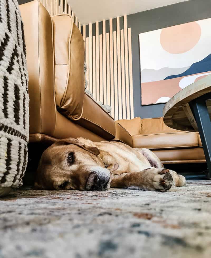 Close up of Lab laying in front of sectional in modern boho living room with total boredom in his eyes.  He is over it!