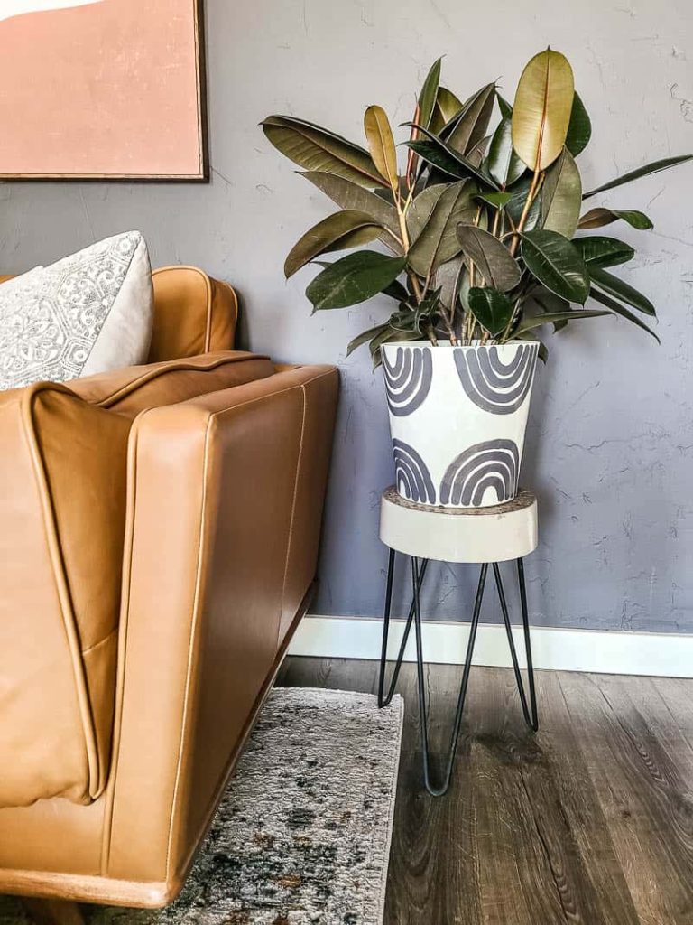 Closeup of rubber plant in painted pot sitting on concrete side table with hairpin legs in modern boho living room next to Article timber sectional