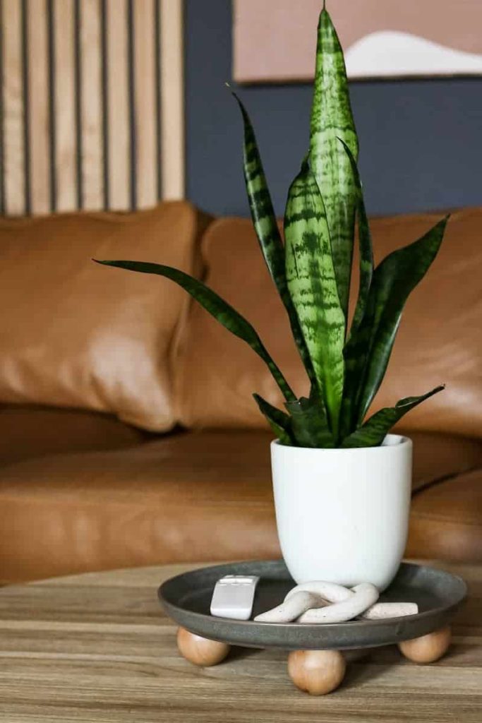 DIY footed tray on wooden coffee table with remote, clay knot sculpture and snake plant in white pot.