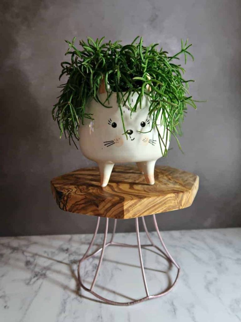 plant stand made from a lampshade frame with plant sitting on it