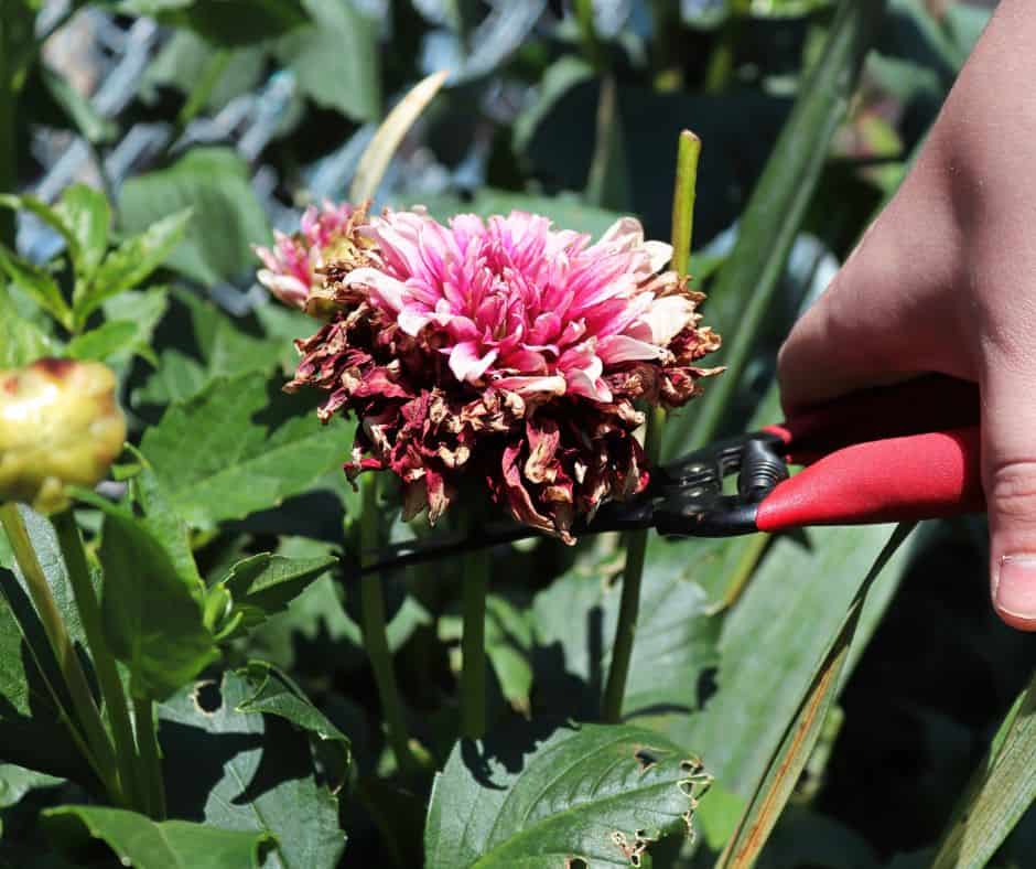 Trimming off the tops of perennials and cutting them back will allow them bloom again next year.