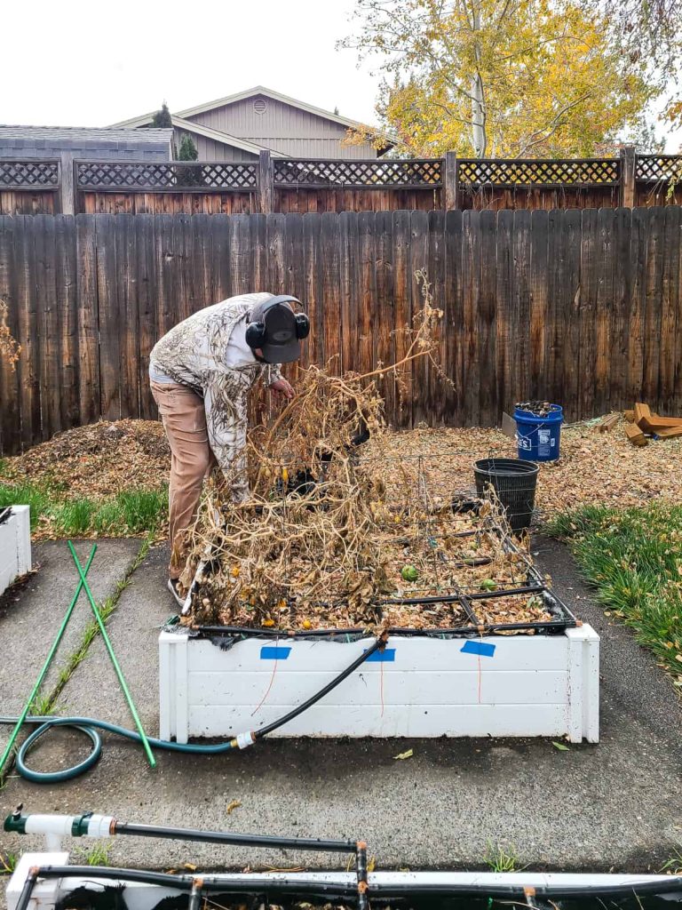 Man cleaning up raised garden bed after all the vegetables have been harvested. 