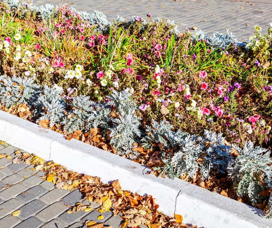 Flower bed with leaves and annuals that need to be removed so they don't rot the plants during fall and winter in your yard