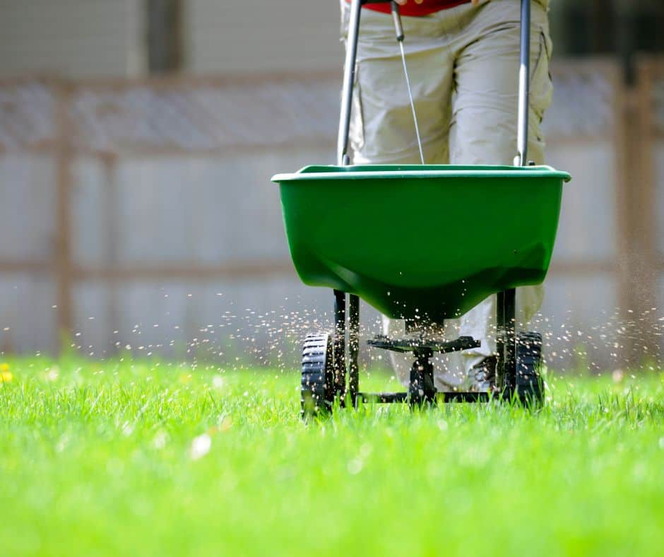 Using a lawn spreader to apply winter lawn food.