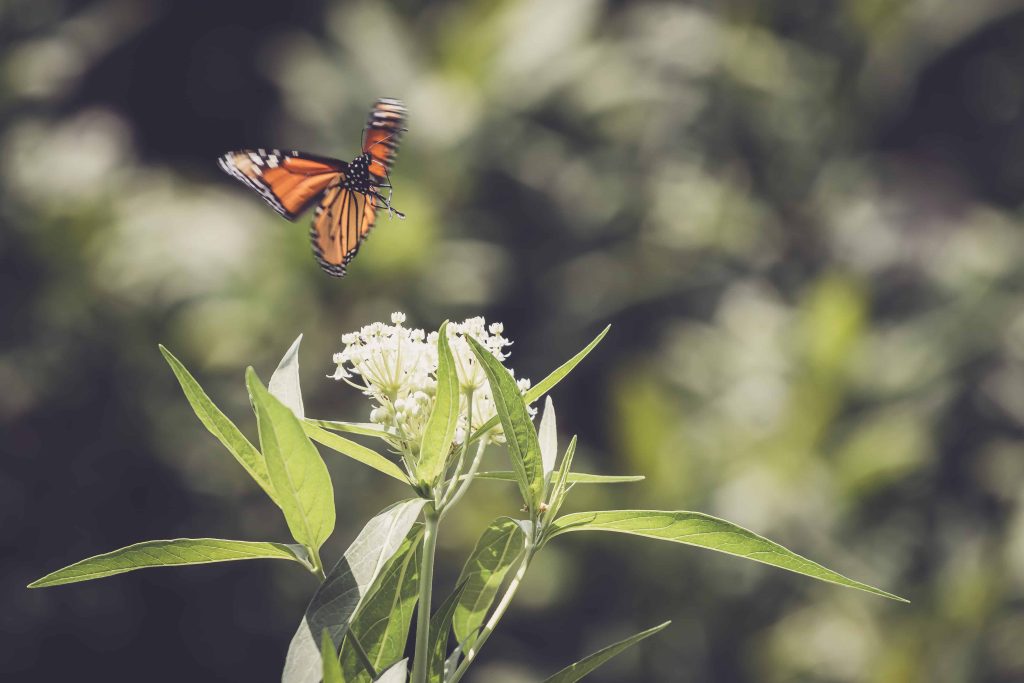 Plant butterfly-friendly flowers on your patio to attract them to your backyard 