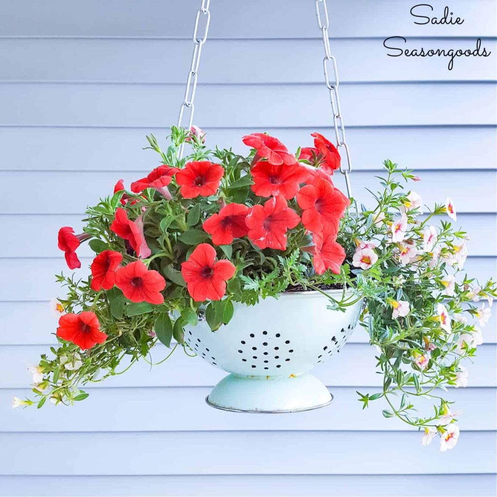 Upcycle an old enamel colander into a hanging planter for an inexpensive decoration for your backyard 