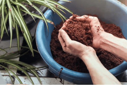 Coconut coir makes a decent mulch for garden and landscaping beds and can also be used as a potting mix for containers.