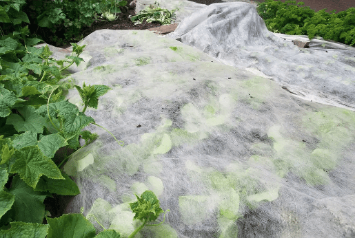 Floating mulch or fleece can be laid over the soil to reduce weeds and offer frost protection to a few degrees. As plants grow the fleece rises up with them. 