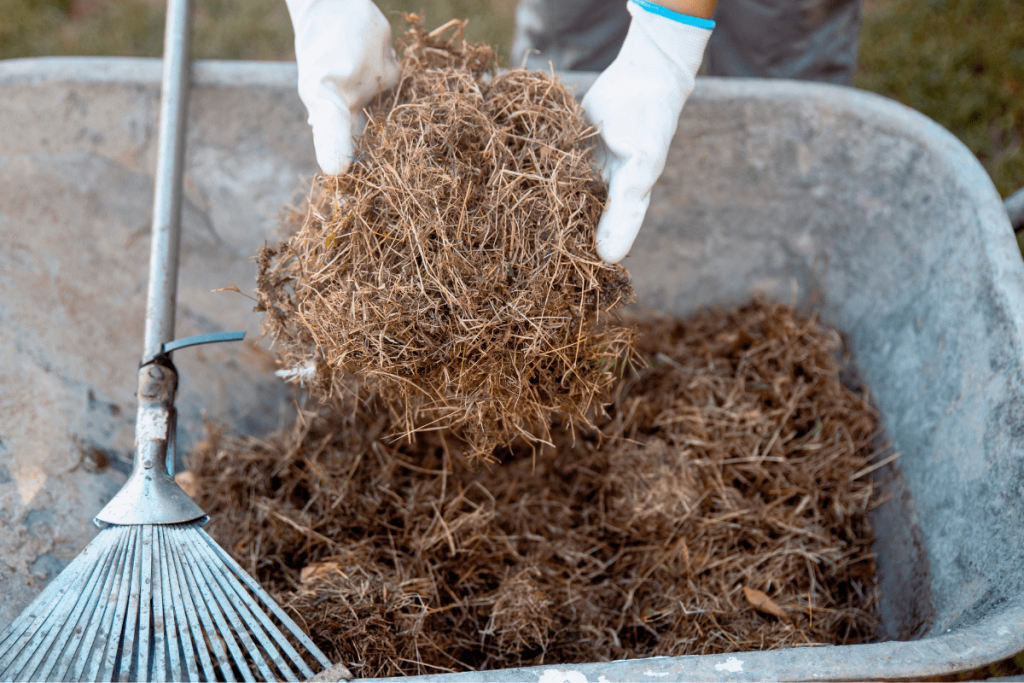 Grass clippings are another good landscaping mulch option, but it has a tendency of getting compacted down which will not be good for drainage and airflow. 