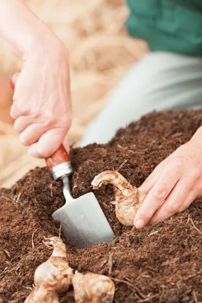 Planting bulbs into a garden in spring as part of a spring clean up checklist for the season