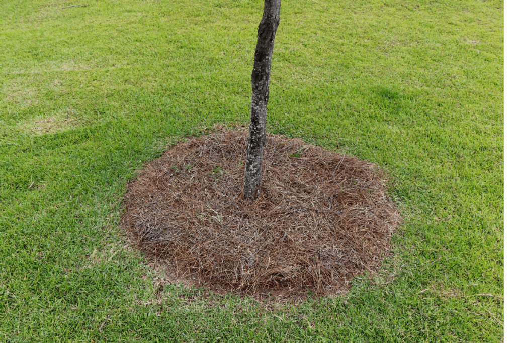 Pine needles are a great option for mulch for your flower and garden beds.