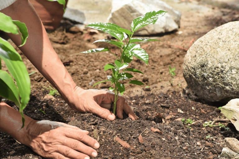 Spring Clean Up For Your Yard and Landscaping