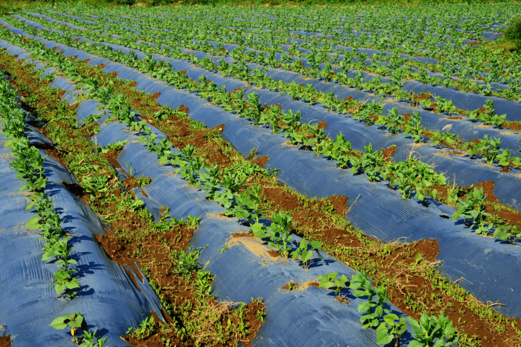 Some growers use polythene sheets with holes punched in at regular intervals for planting crops, like potatoes and tomatoes. Homeowners use landscaping fabric as an additional layer underneath mulch to help control weeds. 