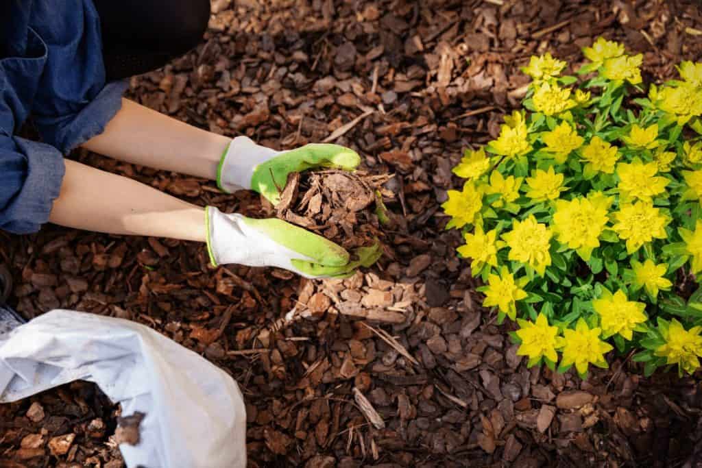 adding a fresh layer of mulch as part of a spring clean up yard checklist to prepare your yard for the year