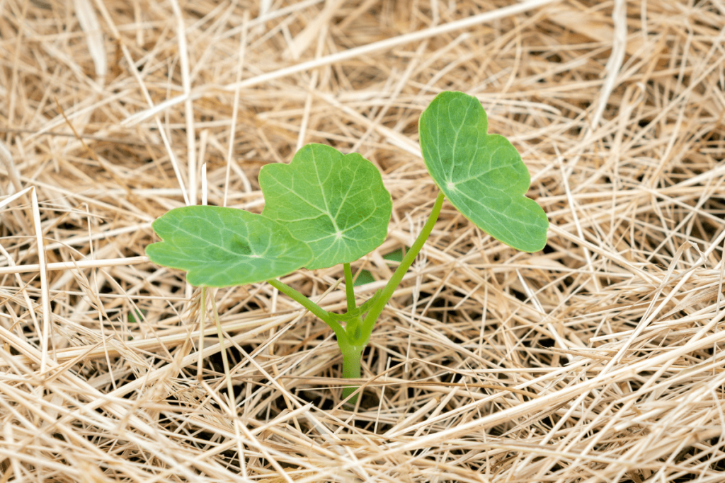 Straw mulch is a great option because it does a great job of keeping the soil moist, but it tends to break down pretty quickly so you'll need to replenish it frequently. It