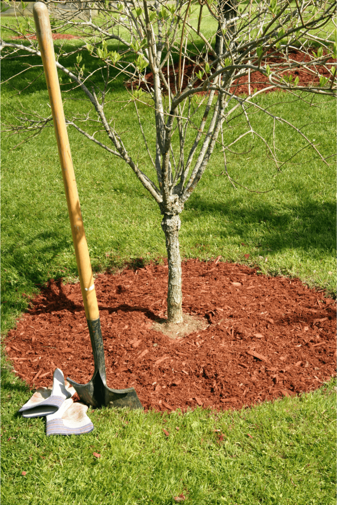 Make sure to not put mulch all the way up against the the base of your trees and plants, leaving a space for your plant to breath and to prevent rotting 