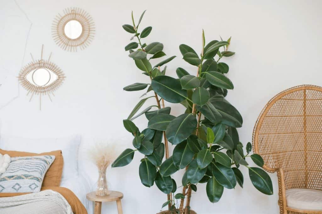 You can make a plant look modern with a simple nature fiber pot that pulls the plant into your design
