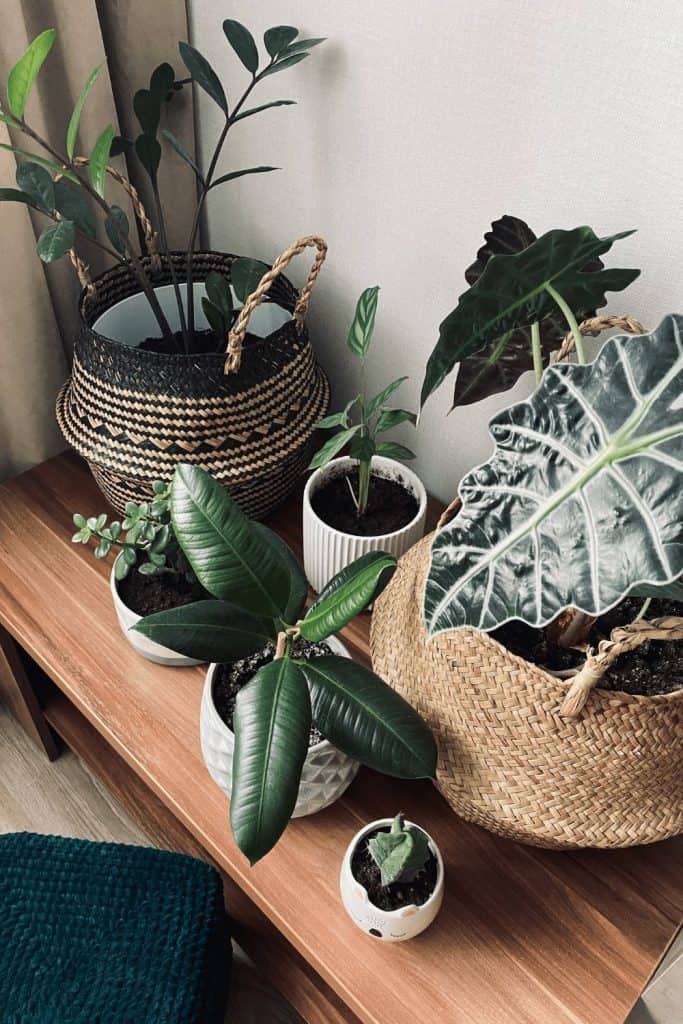 Plants are another great addition to the modern bohemian interior design that bring some nature in