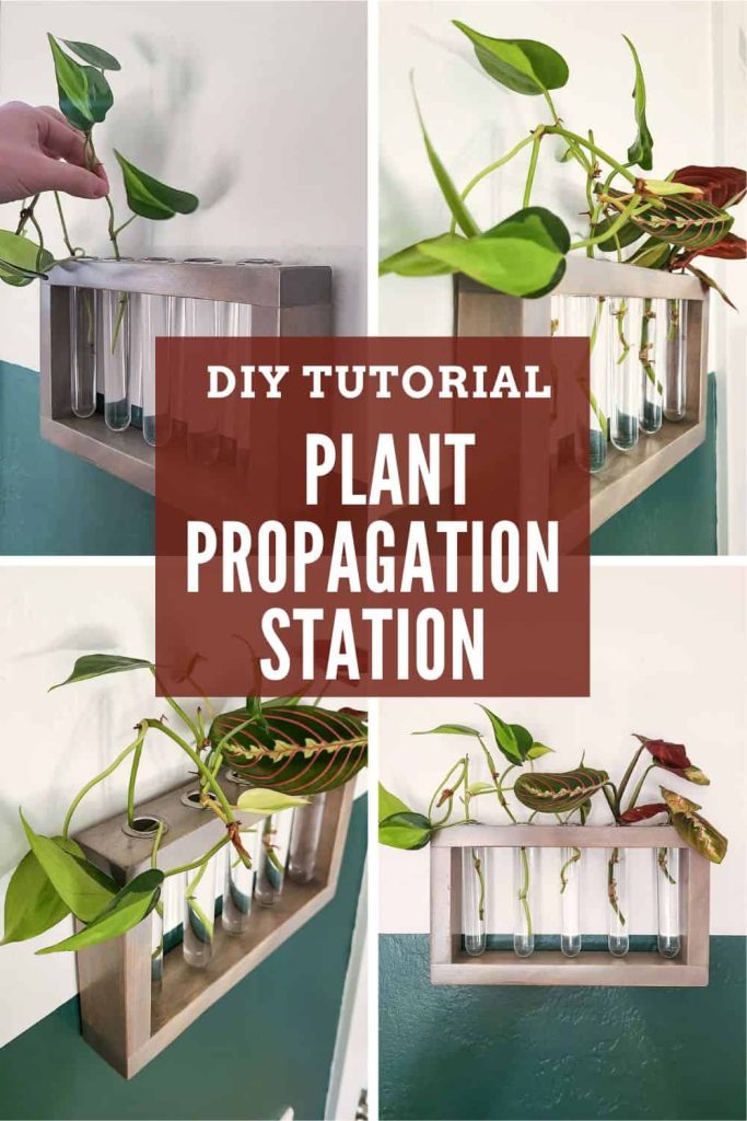 Check out this DIY Tutorial for a Plant Propagation Station to put on your wall