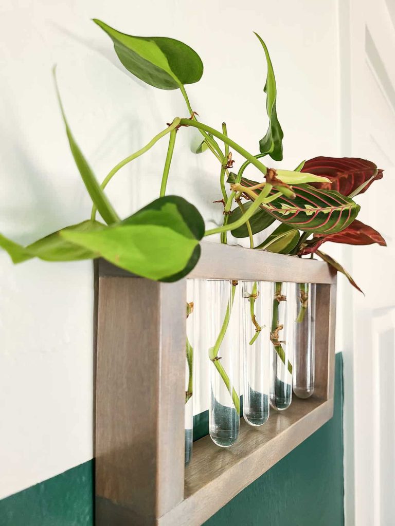 Adding plants to your decor with a diy propagation station stained grey and sealed with a water based seal