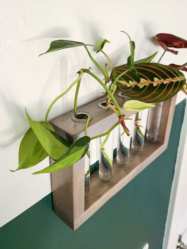 Using a diy propagation is a great way to add new plants to your home and is a beautiful way to display them