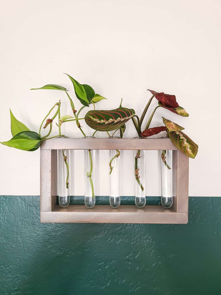 How To Make An Easy Hanging DIY Propagation Station