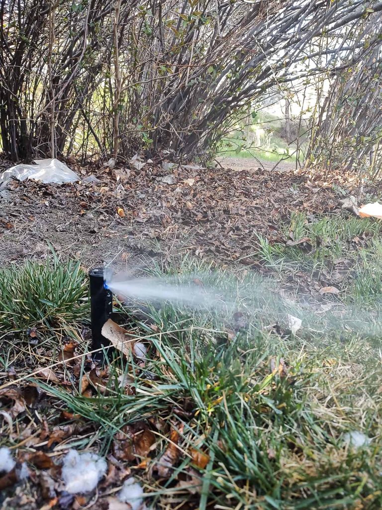Fully pressurized sprinkler head as part of a tutorial on how to turn on sprinkler system after winter