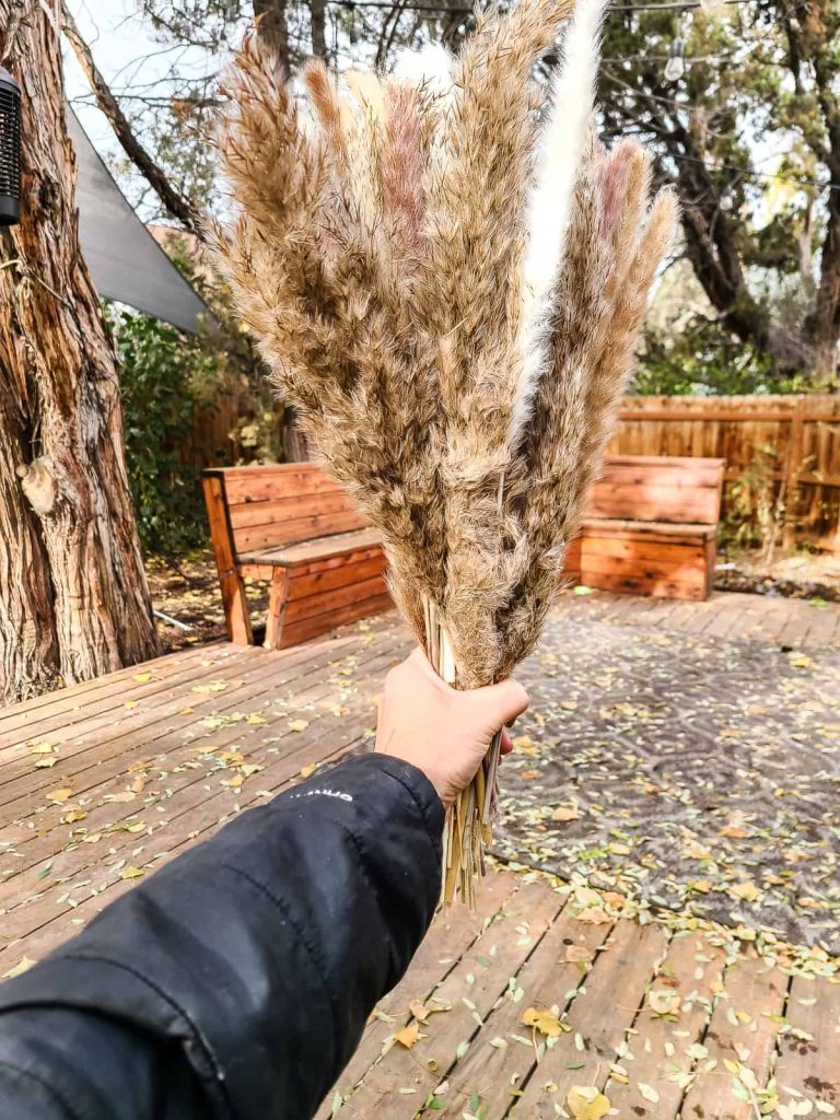 Handful of various kinds of 17' tall pampas grass held by a woman