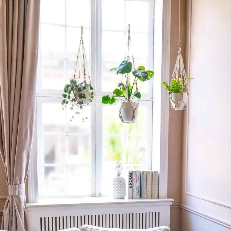 15 Hanging Plants from the Ceiling Ideas To Try