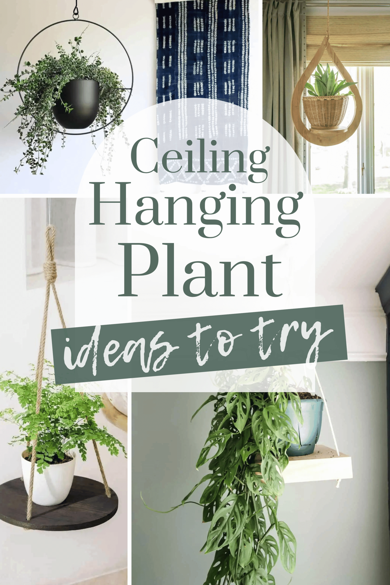 15 Hanging Plants from the Ceiling Ideas To Try - Making Manzanita
