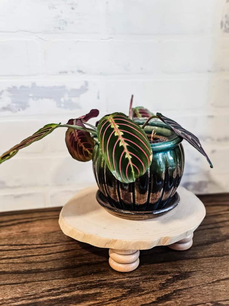 A beautifully finished wooden riser with a plant placed elegantly on top.